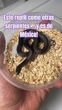 Este reptil come otras serpientes… ¡y es de México!