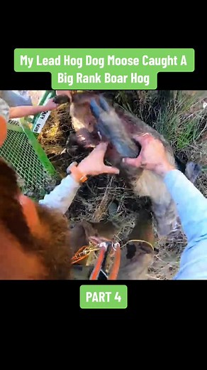 My Lead Hog Dog Moose Caught A Big Rank Boar Hog