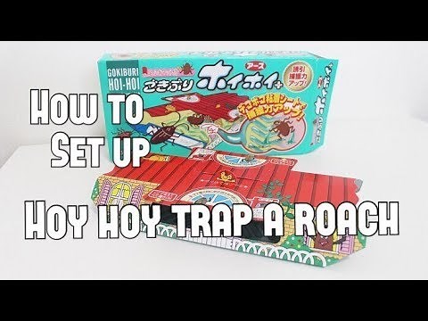 How to Set Up Hoy Hoy Trap A Roach, Gokiburi Hoi-Hoi ごきぶりホイホイ