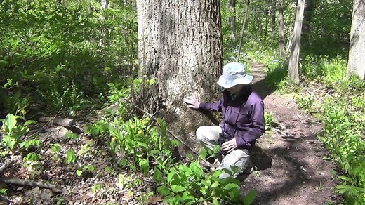 Today, naturalist Mary Anne Borge showcases the interesting reproductive strategy of the Yellow Lady Slipper (Cypripedium parviflorum). One of our beautiful native orchids, the level of complexity of the flower to help guide is insect visitors is nothing short of astounding. To learn more about Bowman's Hill Wildflower Preserve, please visit www.bhwp.org. If you enjoyed this video check out the rest at: https://www.facebook.com/watch/BowmansHillWildflowerPreserve/315377116094368/ #plantnatives #