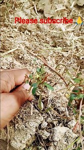 farming with zero experiment #agriculture