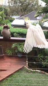 Someone woke up on the wrong side of the branch 😆 No amount of screeching will get this kookaburra to give up his prime spot on the balcony. 📷: Marita Ekengard | ABC Brisbane