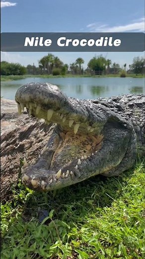 Nile Crocodile Hasn't Changed in 200 Million Years — Nature's Perfect Killing Machine! 😱🐊