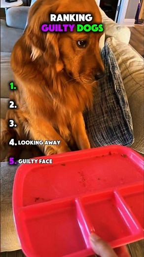 RANKING GUILTY DOGS