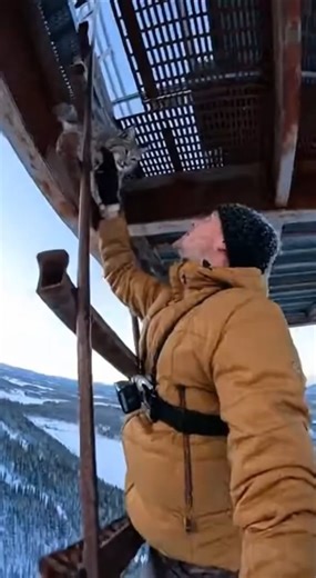 Wolverine Kit Pulled From Log as Mother Attacks at Close Range