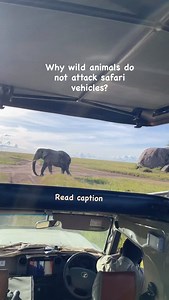 23 reactions | Why wild animals don’t attack safari vehicles •...