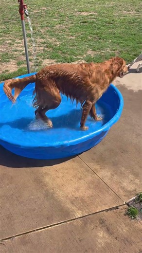 Doggie Pool Party with Golden Retrievers and a Chihuahua