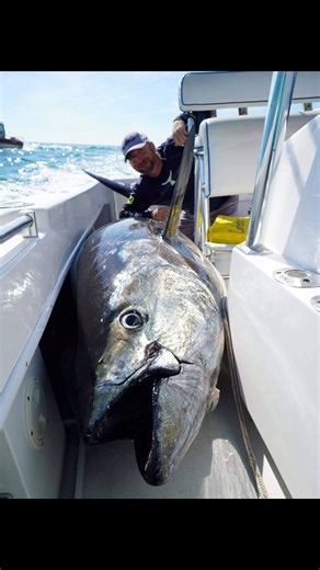 1050 lb bluefin caught on a 30 lb alutecnos reel 6 hour fight by Craig Bernstein of Oceanic Gear and Blacktip Boatworks with Anthony Ahrens off Boston #bluefintuna #tuna #bigfish #fishing #wickedtuna | Carey Chen Art