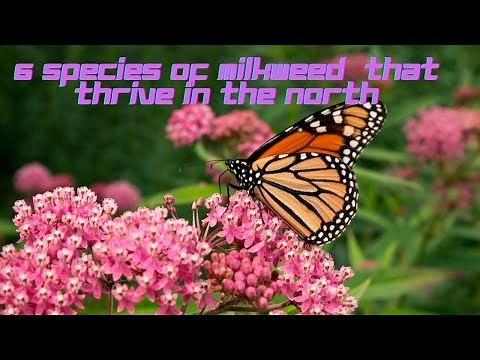 6 Species of Milkweed that Thrive in the North, Perfect Host Plants for the Monarch Butterfly