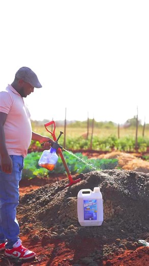 Biozone KE on Instagram: "BAMOYEAST BFB – Quality Compost. Key Benefits of Bamoyeast BFB Compost • Improves overall soil fertility • Boosts plant growth and vigor • Increases soil moisture retention • Restores poor and exhausted soils • Leads to healthier and higher crop yields Dosage and Application Guide Mixing Ratio • Mix 1 liter of Bamoyeast BFB with 5 liters of lukewarm water • Apply the mixture using: • A spray gun • Windrow spraying method"