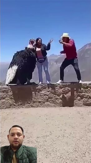 Condor, a big flying bird that asks for money to be photographed part 1##