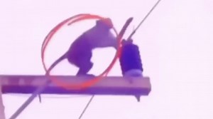 Monkey Brought Electrocuted Friend Back To Life By Applying First Aid!