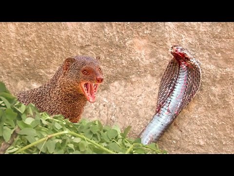 Mongoose vs cobra #real_fight and the Most Amazing Attack of Animals .#snake_vs_mongoose