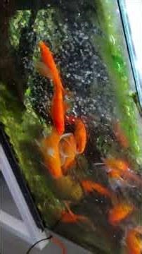 Since the algae growth has become noticeable, I bought a filter bacteria solution containing Baci...
