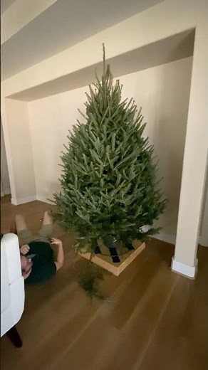 How to Set Up a Real Christmas Tree