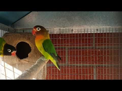 Mon couple d'inséparables a tête noire 🤗