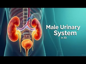 Male Urinary System Explained in 3D | Kidneys, Ureters, Bladder & Urethra