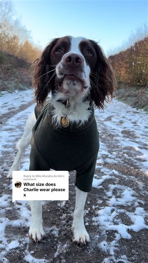 Choosing the Best Dog Fleece for Your Springer Spaniel