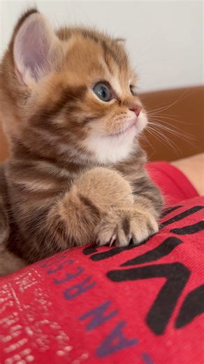 Lovely #cat #catsoffacebook #funnycatvideos | Chippy Kitten