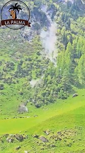 1.2M views · 29K reactions | Instinto Ganaderos 鸞 #Ganaderialapalma #ganaderia #Cebu #habilidadganadera #lapalma | La palma GJ | Facebook