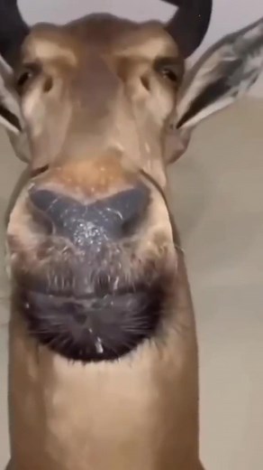 Funny Memes Compilation 2021 | Hilarious Video Clips