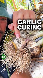 525K views · 6.6K reactions | Here’s how I cure my garlic for...