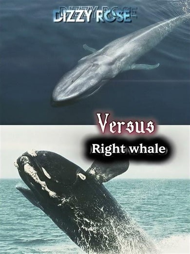 Blue whale vs Sea creatures #prehistoric #animals #dinosaur #vs #sea #whale #mosasaurus #megalodon