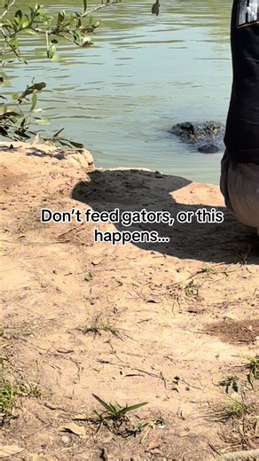 Gator Country’s SECOND 12 foot nuisance gator of the year! First Boots, now this guy. What should we name him??🐊 #alligator #wildliferescue #trending #worklife @eddie h @katdaley919 @Gator Jake @garysaurage