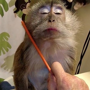 66M views · 11K reactions | This monkey loves a good grooming. Her faces are hilarious via Viralvideouk | UNILAD | Facebook