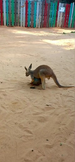 Captain the baby kangaroo discovered his ball #kanagroo #animals #cuteanimals #wildlife #fyp