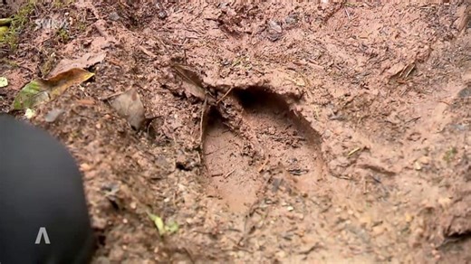 Nach Sichtung im Schwarzwald: Wo ist der Elch?