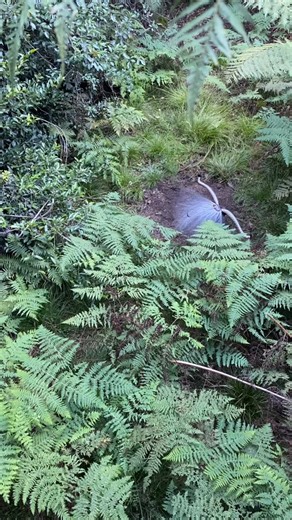 Jessica Ann Leffley on Instagram: "A reminder, always look to the trees but also in the ferns. This male Superb Lyre Bird put on a huge display but the female was completely disinterested and walked away 🤣 How many mimics can you identify? My first encounter being tricked by a Lyre was @birdshutdunnsswamp when I heard the dogs barking is the bush at 3am, screamed out for Nugget fearing he was chasing wildlife and running a muck. He was not. This fella and his crush spotted at @scenicworld_aus i