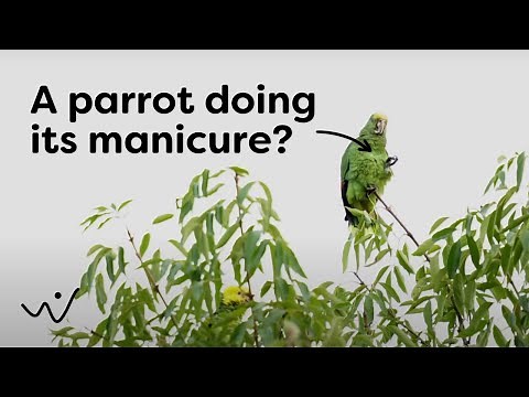 Yellow-Headed Parrot Sounds - Natural Bird Calls and Songs in the Wild