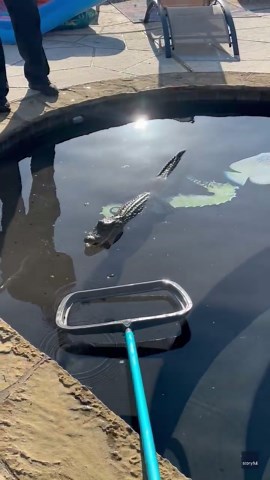 Alligator Finally Ensnared in Texas Pool in Extremely Tense Video