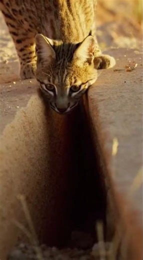 Desert Bobcat: The Unseen Hunt and Shocking Escape