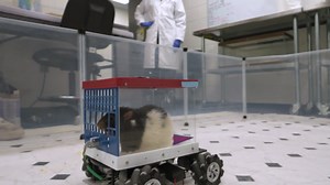 RAW VIDEO: Scientists Have Trained Rats To Drive Rodent Version Of Cybertruck 2/2