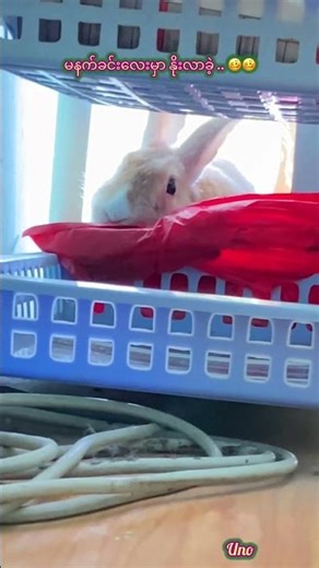 Uno’s Morning 🐰🥴 #uno #bunny #mybunny #pet #pets #petrabbit #cute #funnybunny #cutebunny #toocute
