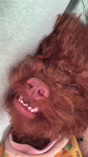 Discover the Joy of Having a Capybara as a Pet