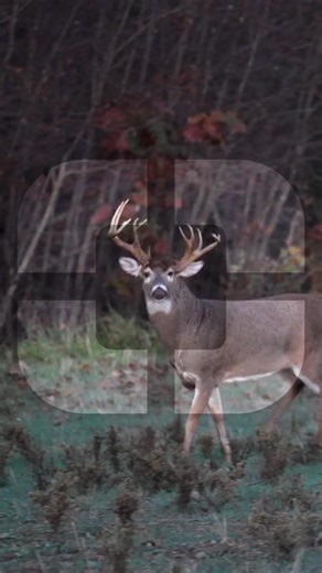 Go further, further, and then a little further. Meet the FLEX-RANGE, the world's first trail camera with satellite backup technology. Designed to stay connected when cellular coverage is weak or unavailable, the FLEX-RANGE pushes the limits of remote scouting and gives hunters confidence in places other cameras cannot reach. | SPYPOINT Trail Cameras