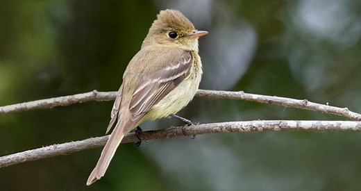 Western Flycatcher Identification, All About Birds, Cornell Lab of Ornithology