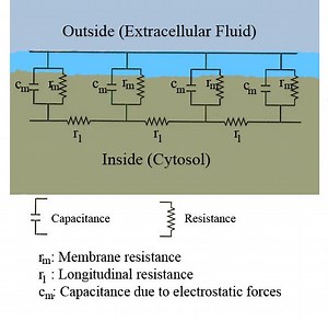 Cable theory - Alchetron, The Free Social Encyclopedia