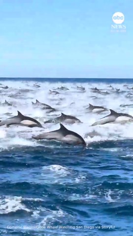 Massive pod of dolphins charges past boat
