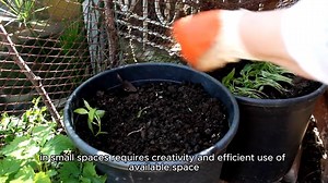 Best Ideas for Small Space Gardening
