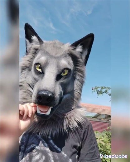Fursuit wolf head.