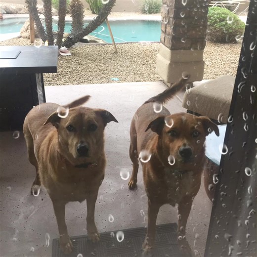 So glad the rain in Arizona finally stopped... #Snowbirds #ArizonaLife #DesertLiving #WinterInArizona | Desert Home Guardian Services, LLC