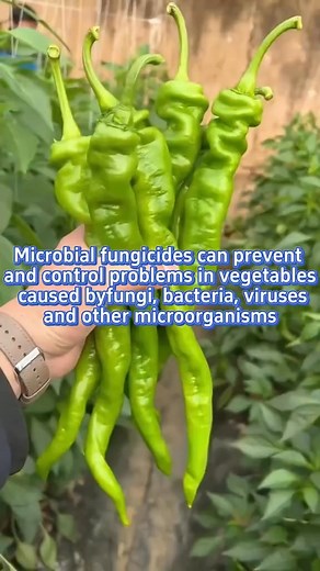 Microbial fungicides can prevent and control problems in vegetables caused by fungi, bacteria, viruses and other microorganisms. #garden #gardening #gardeningtips #gardenhacks #gardentok #gardening101 #plant #plants #farm #farmer #farmlife #farming #farmtok #agriculture #planting #plantingtips #PlantTok #plantlover #planttips | Seed To Harvest