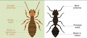 Recognising Termites in Your Home