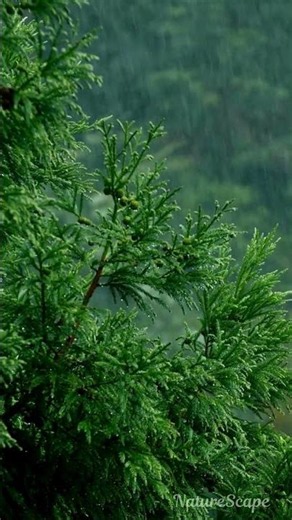 Rain on a Green Tree in 4K 🌧️🌿 | Pure Nature Sounds | Peaceful Rain Relaxation