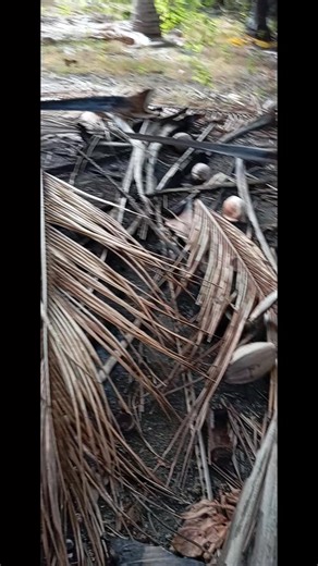 Ngkami akee iai abami iaon Kuria ae e weteiko te $$$ mai iaon abam aio. | Auaio Enota