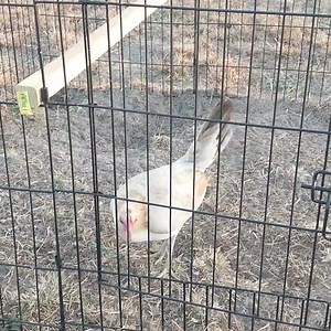 73K views · 8.5K reactions | Grey Hoskins | Red Fowl Farm | Facebook